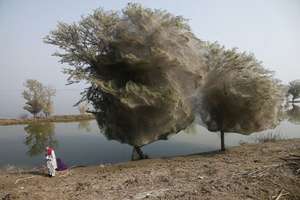 Pakistan-floods-drive-spiders-into-trees-adult