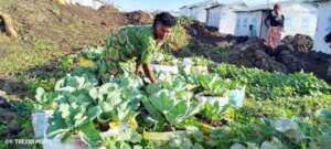 Garden Production
