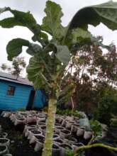 Preparation of vegetable sowing bags