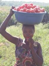 Tomato harvesting by vulnerable women