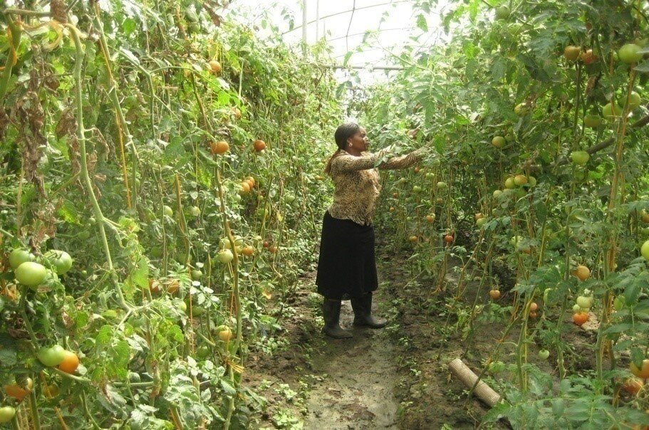 Professionalize and empower 180 Congolese families