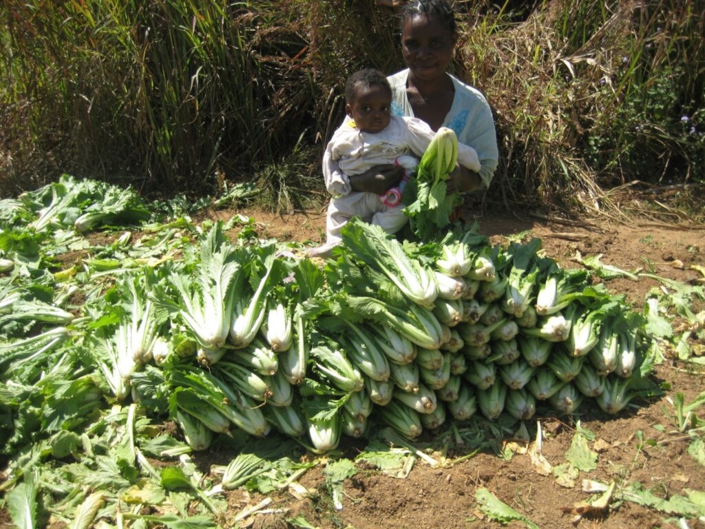 Professionalize and empower 180 Congolese families