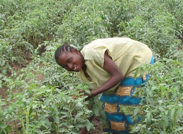 Tomatoes Growers