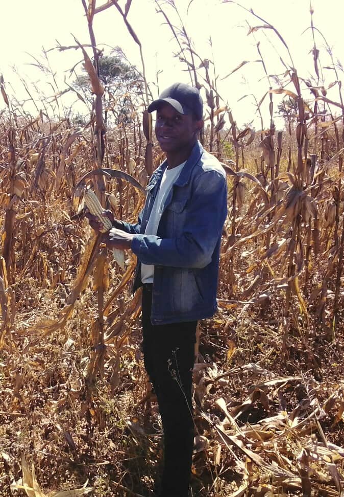 Maize Haverst
