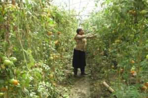 Tshamalale Tomatoes