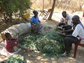 Harvesting leaf onions preparing for the market