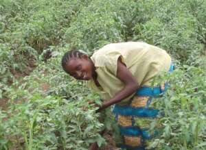 Tomatoes Growers