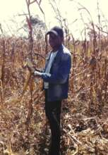Maize Haverst