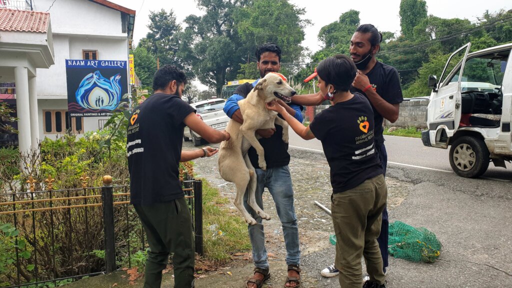 Prevent Rabies Deaths with Vaccination in India