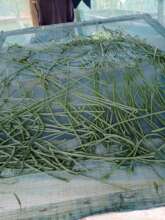 Spirulina pressed through a spaghetti gun to dry