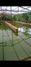 15m x 7m spirulina pond