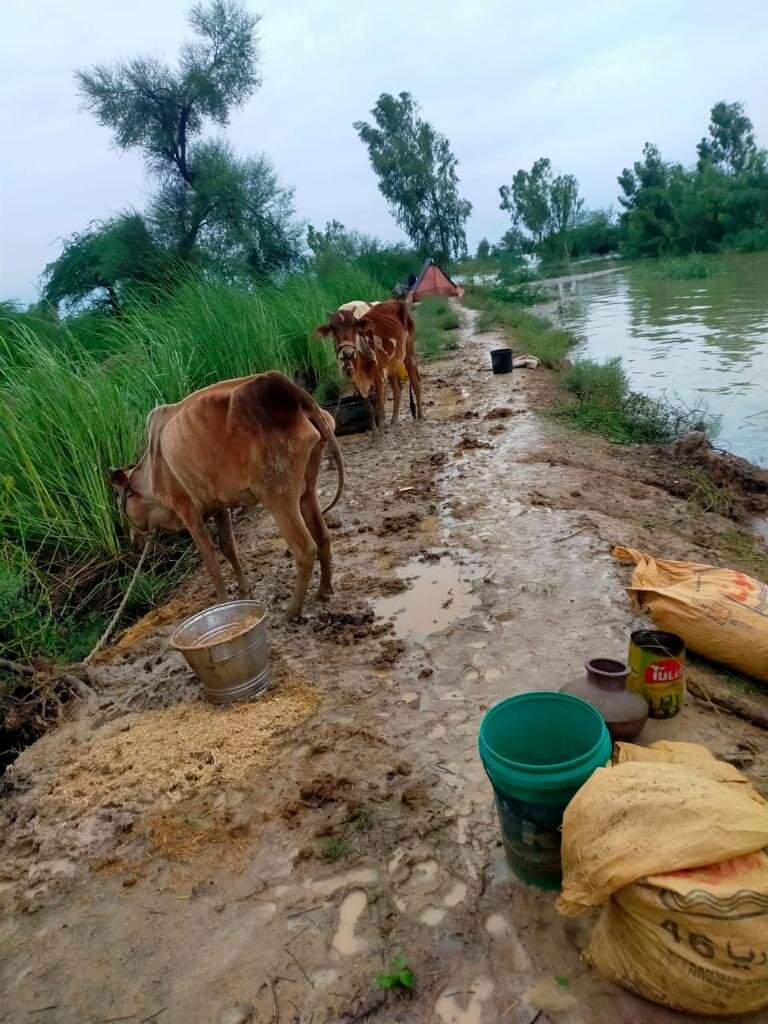 REACHING FLOOD AFFECTED CHILDREN IN PAKISTAN