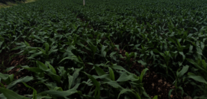 Maize Farm