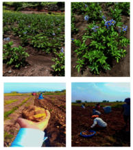Potato Farm