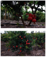 Pomegranate Farm