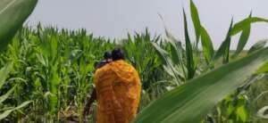 Women farmer, Jayshree in her Maize Field