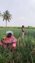 Women Farmer, Vanita in her Onion Field