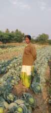 Women farmer, Sunita in her Cabbage field