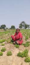 Women farmer, Ujwala in her groundnut field
