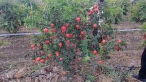Better yield, better prices