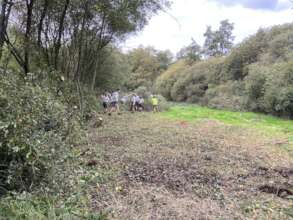 Coppicing hedgerows