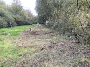 Youngsters coppicing hedgerows