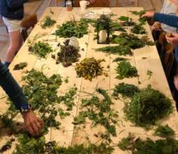 Gathering edible plants