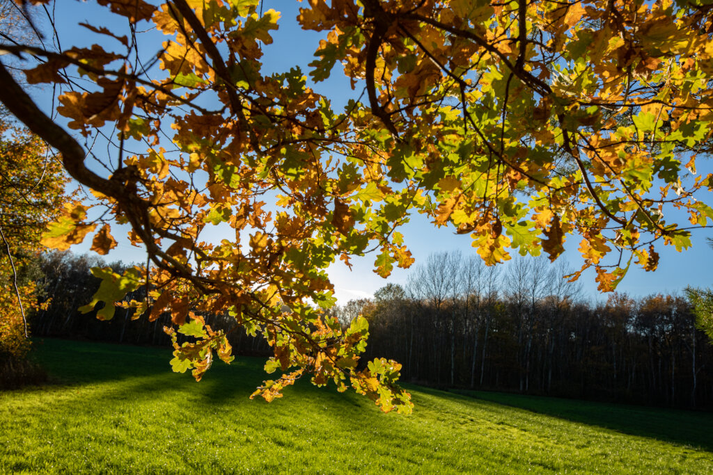 Natuurpunt Ham nature reserves