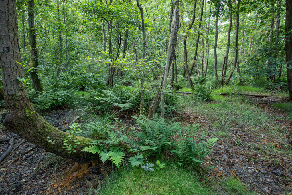Natuurpunt Ham nature reserves