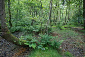 Natuurpunt Ham nature reserves