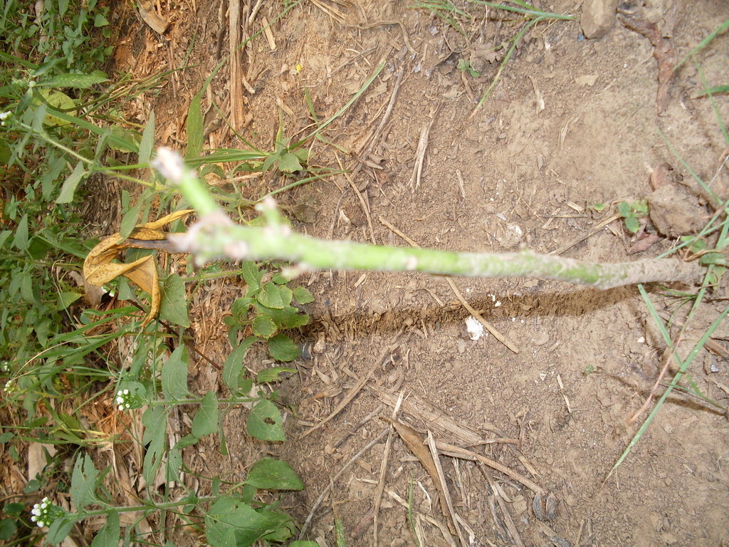 Restore 2,000,000 trees in 8 regions in Ghana