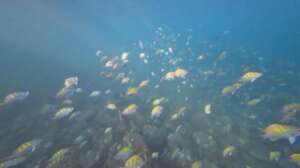 Underwater monitoring