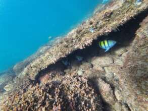Underwater Monitoring Project: "Pez Mulegino"