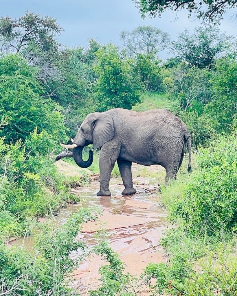 Help Save The Elephants' Home