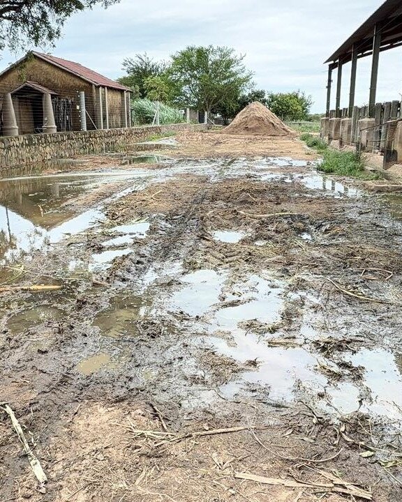 Help Save The Elephants' Home