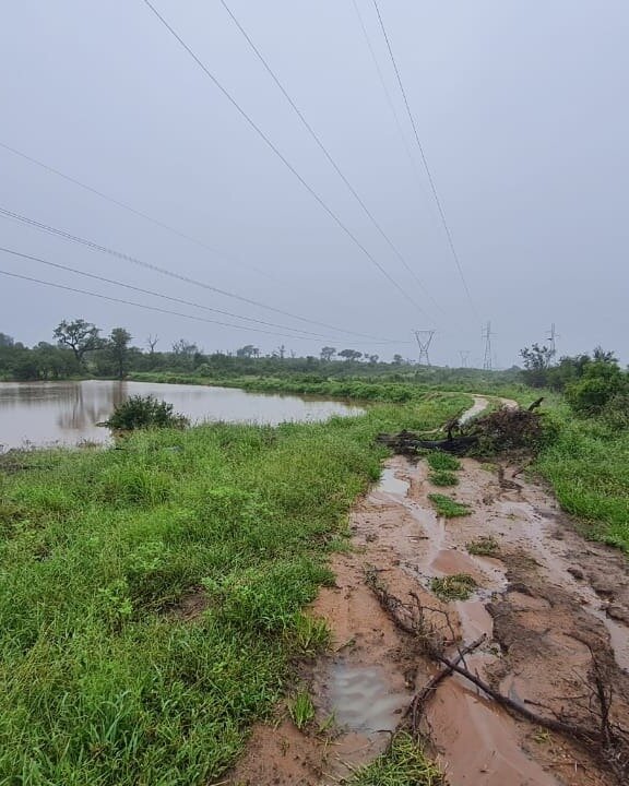 Help Save The Elephants' Home