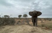 Help Save An Elephants' Home