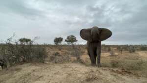 Help Save An Elephants' Home