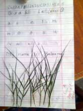 english notebook of a girl showing grass letters