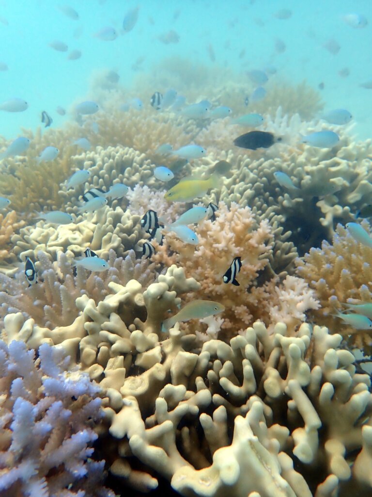 Ministry of Fisheries coral nursery "thicket"