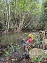 Figure 7: Woman with home-made pole in mangroves