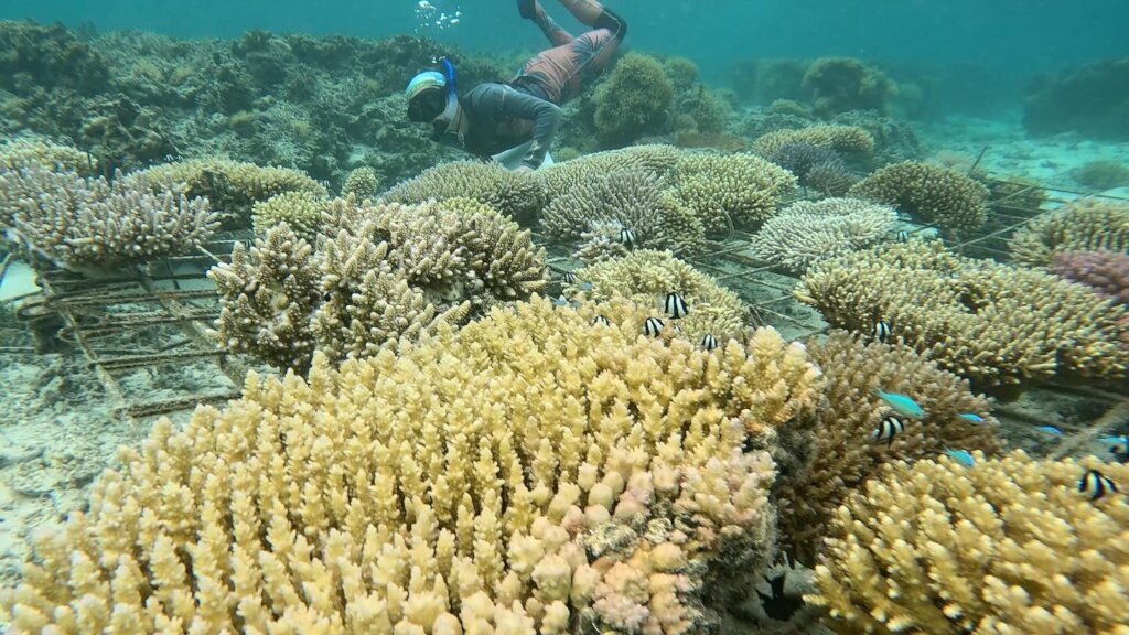 Kelly Dyan tending cool water reef