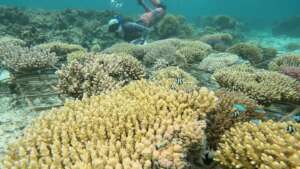 Kelly Dyan tending cool water reef