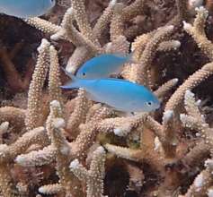 Blue-Green Puller among Acropora