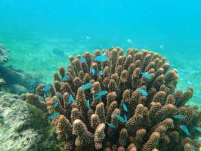 Pocilliopora near Dravuri Island Fiji