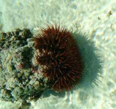 Crown of Thorns Starfish gobbling coral--L. Kustra