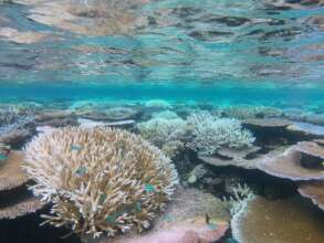 Some are bleaching resistant super corals!