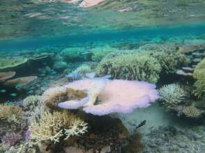 Outer Reef Bleaching, Moturiki