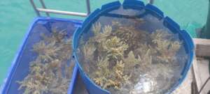 Translocation corals to cooler water nurseries