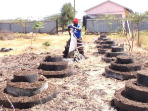 The hard works pays off: cone gardens at Eretiti